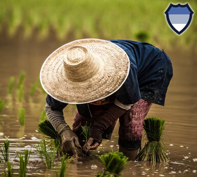 A farmer planting rice in Thailand