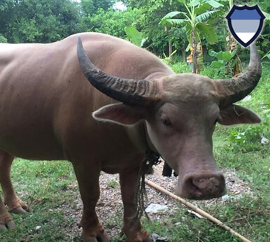 A water buffalo in Thailand